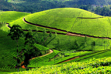 Kerala famous tourist place Munnar